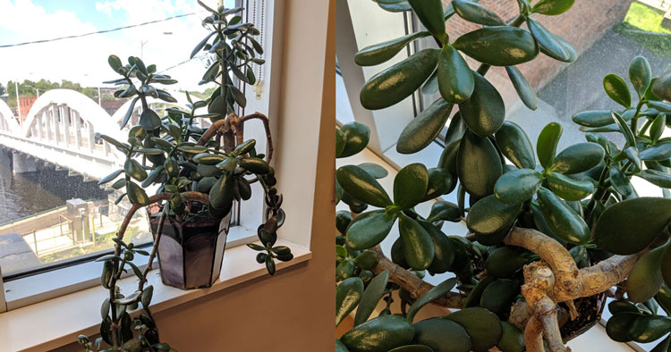 Tropical houseplant sitting on ledge beside from above