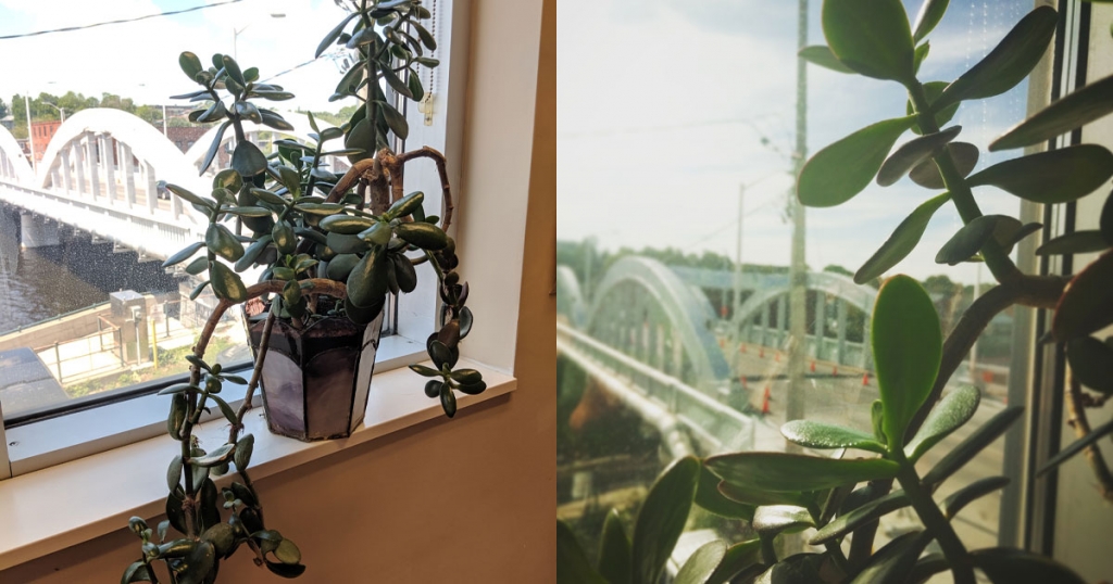 two photos of plant. One plant sitting on ledge far away, and one close up of leaves
