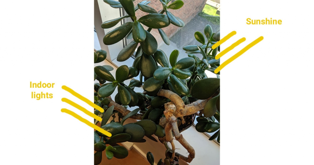 Plant with indoor lighting on left side and sunlight on right side
