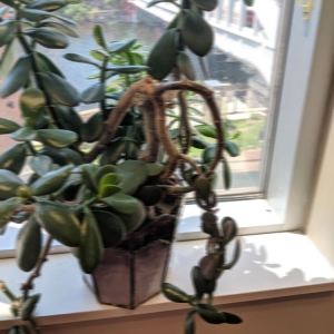 Blurry photo of plant sitting on ledge in front of window