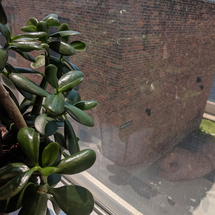 plant beside window with plant pot and hand in reflection