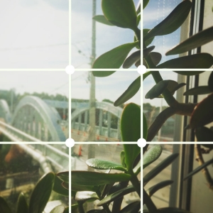 photo of indoor plant in front of window with white grid overtop of image