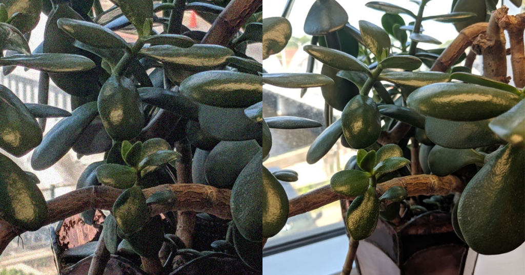 two photos of close up of plant. One fuzzy, one sharp