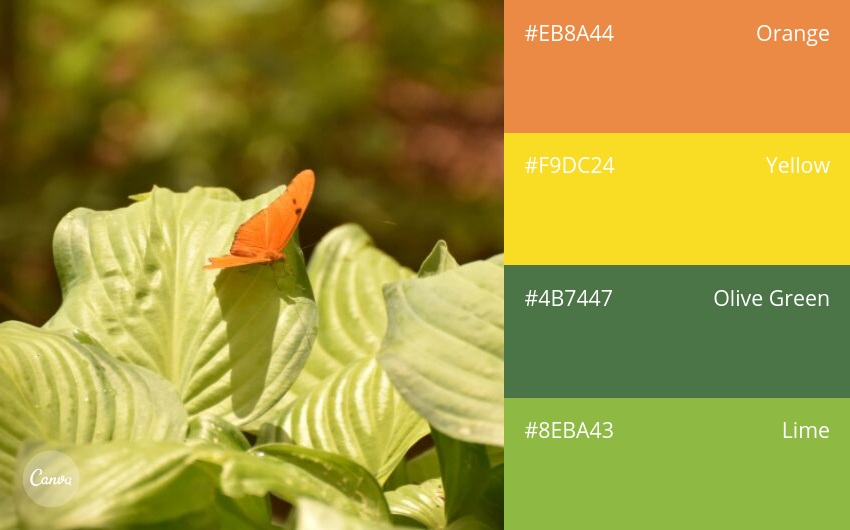 colour chart of Citrus colours